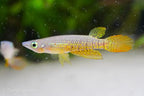 Wild Type Wonder Killifish