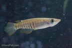 Wild Type Wonder Killifish