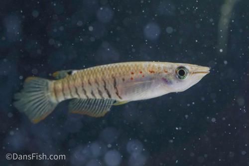 Wild Type Wonder Killifish