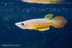 Wild Type Wonder Killifish