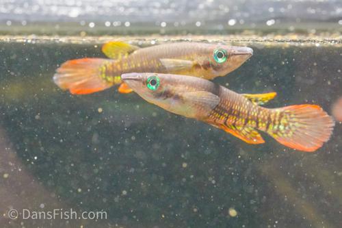 Wild Type Wonder Killifish