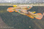 Wild Type Wonder Killifish