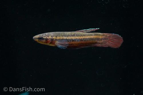 Wine Red Betta
