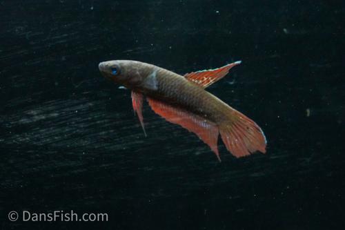 Wine Red Betta