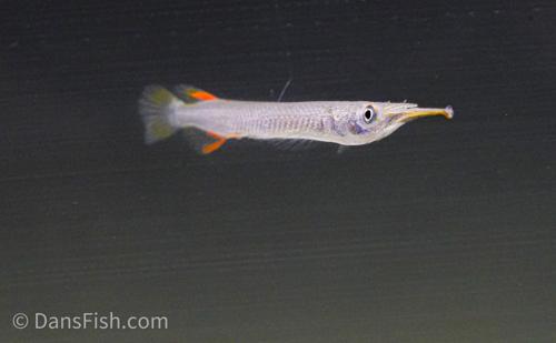 Wrestling Halfbeak