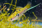Xiphophorus hellerii 'Rio Atoyac'