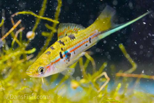 Xiphophorus hellerii 'Rio Atoyac'