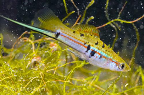 Xiphophorus hellerii 'Rio Atoyac'