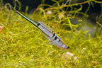 Xiphophorus hellerii 'Rio Atoyac'