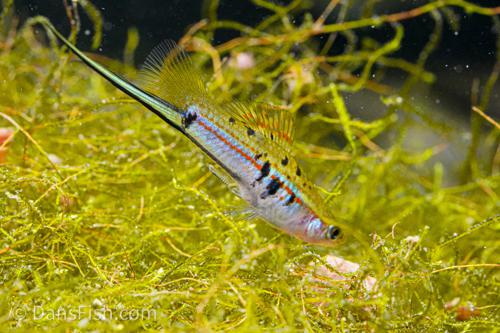 Xiphophorus hellerii 'Rio Atoyac'
