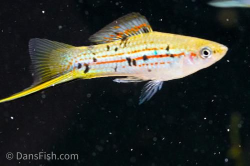 Xiphophorus hellerii 'Rio Atoyac'