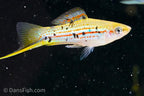 Xiphophorus hellerii 'Rio Atoyac'