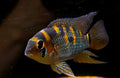 Yellow Acara