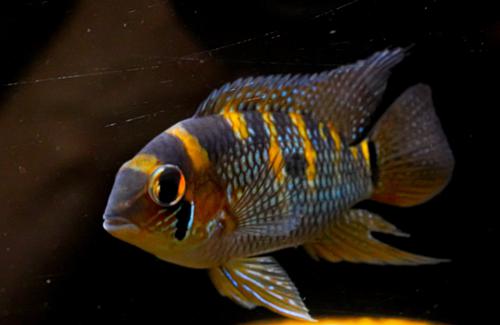 Yellow Acara