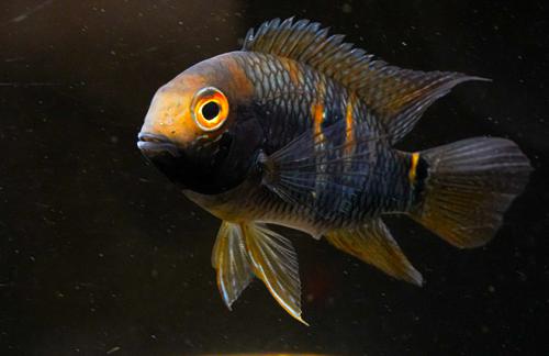 Yellow Acara