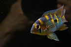 Yellow Acara