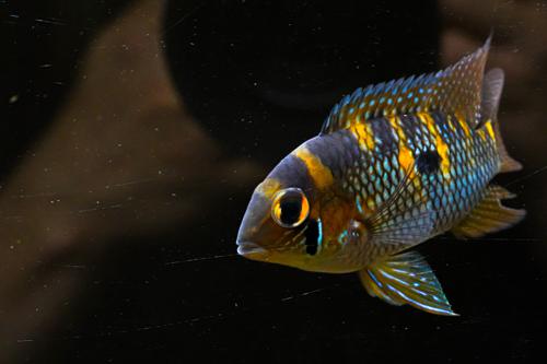 Yellow Acara
