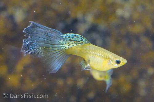 Yellow Cobra Guppy