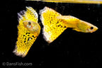 Yellow Cobra Guppy
