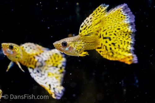 Yellow Cobra Guppy