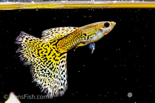 Yellow Cobra Guppy