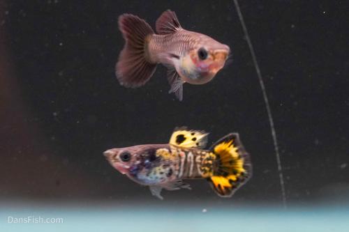 Roundtail Yellow Galaxy Sunset Guppy