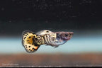Roundtail Yellow Galaxy Sunset Guppy
