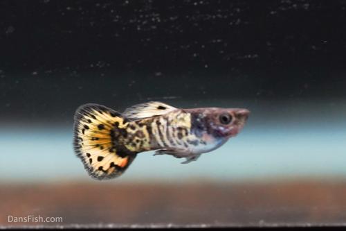 Roundtail Yellow Galaxy Sunset Guppy
