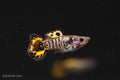 Roundtail Yellow Galaxy Sunset Guppy
