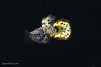 Roundtail Yellow Galaxy Sunset Guppy