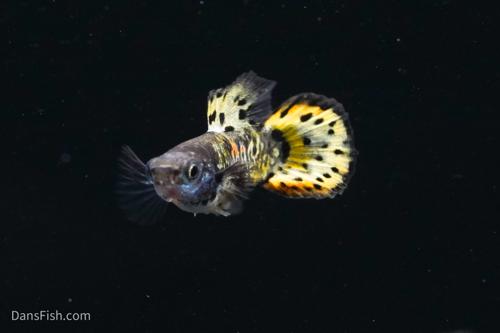 Roundtail Yellow Galaxy Sunset Guppy