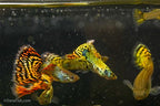 Yellow Galaxy Sunset Guppy