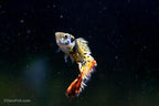 Yellow Galaxy Sunset Guppy