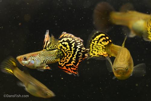 Yellow Galaxy Sunset Guppy