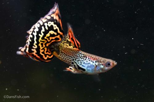 Yellow Galaxy Sunset Guppy