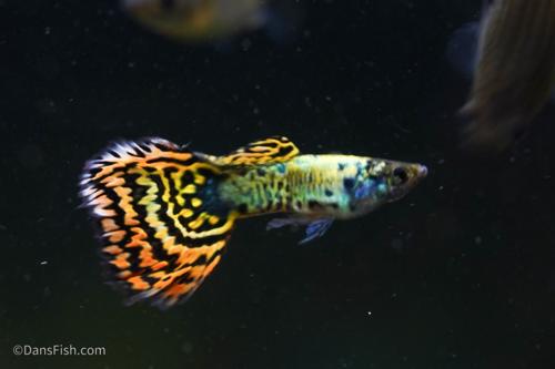 Yellow Galaxy Sunset Guppy