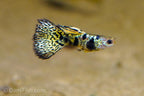 Yellow King Tiger Cobra Guppy