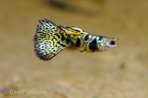 Yellow King Tiger Cobra Guppy