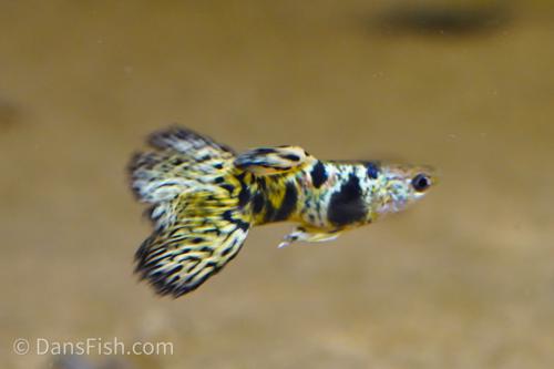 Yellow King Tiger Cobra Guppy