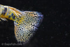 Yellow King Tiger Cobra Guppy