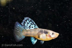 Yellow King Tiger Cobra Guppy