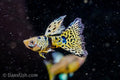 Yellow King Tiger Cobra Guppy