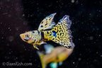 Yellow King Tiger Cobra Guppy