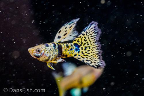Yellow King Tiger Cobra Guppy