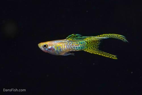 Yellow Lace Double Sword Guppy