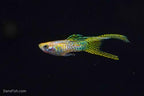 Yellow Lace Double Sword Guppy