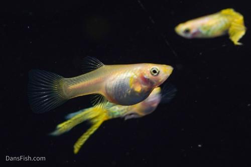 Yellow Lace Double Sword Guppy