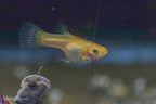Yellow Lace Double Sword Guppy