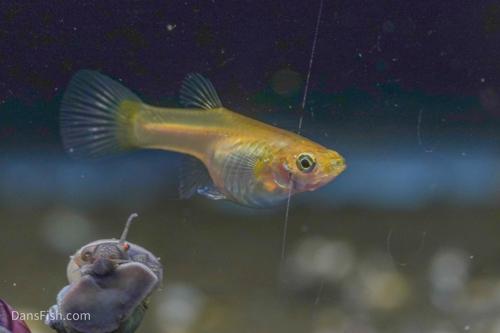 Yellow Lace Double Sword Guppy