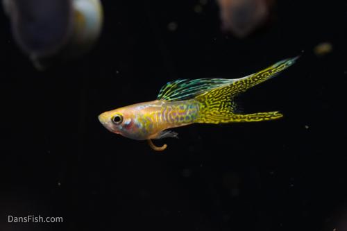 Yellow Lace Double Sword Guppy